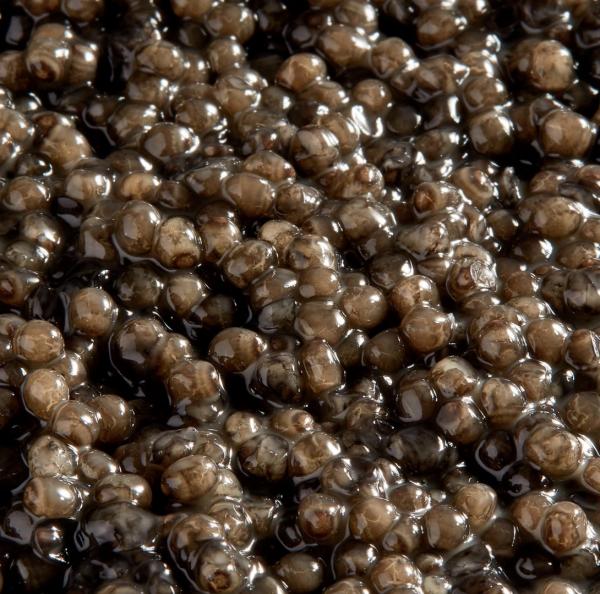 Kaspia Beluga Royal Caviar