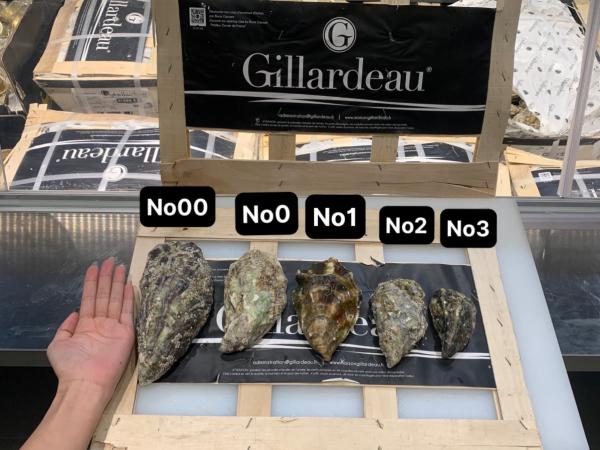Hàu Gillardeau size 00 (double 0)