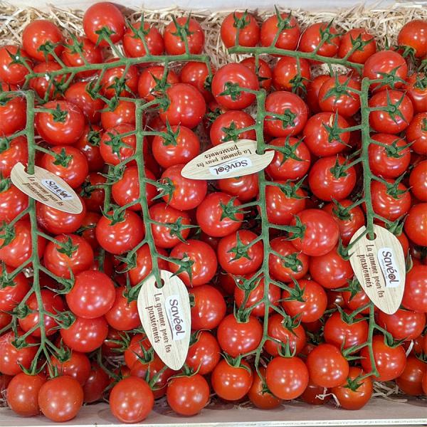 Cà chua cherry