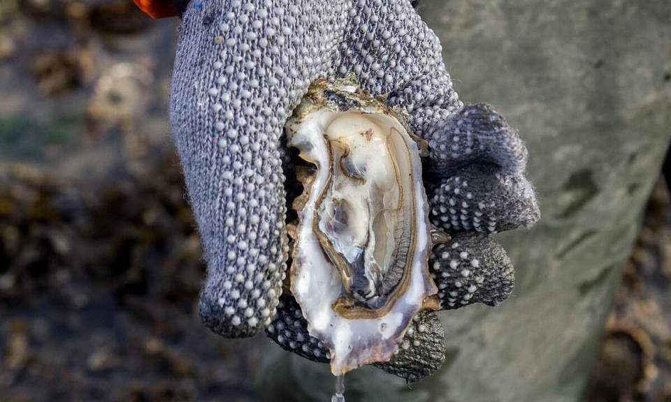 Hàu Đan Mạch Ostrea Edulis