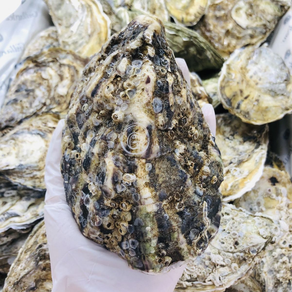 Hàu Gillardeau khắc laser chữ G trên vỏ