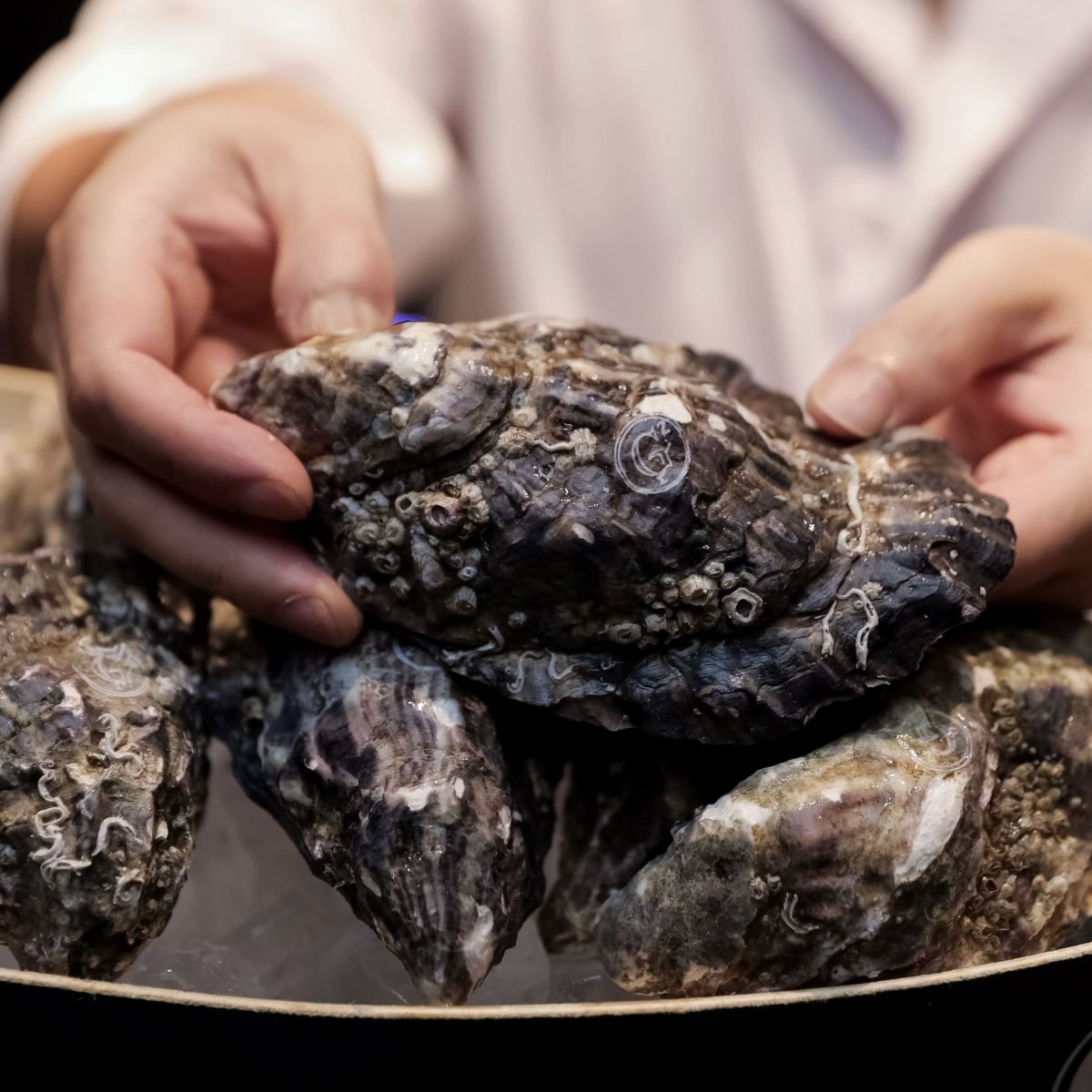 Hàu Gillardeau môi trường biển sạch Pháp