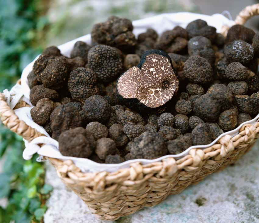 Kho báu nấm Truffle dưới lòng đất