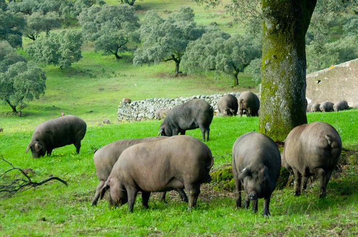 Môi trường nuôi heo Iberico