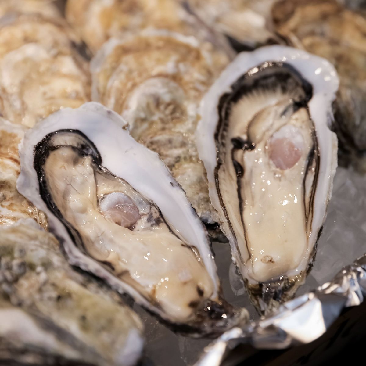 Vùng biển đại dương nuôi hàu Gillardeau