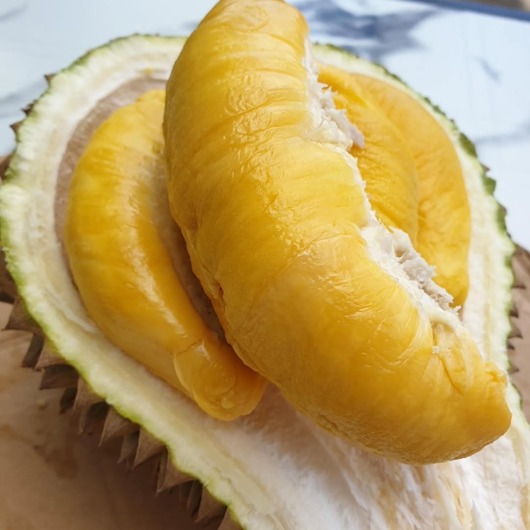 Sầu riêng Musang King Malaysia – Đỉnh cao chất lượng từ vùng đất nhiệt đới
