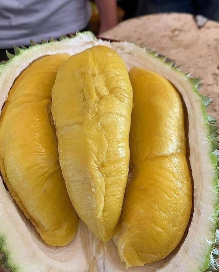 Sầu riêng Musang King nguyên trái đắt đỏ có gì khác so với sầu riêng trên thị trường?