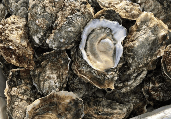 Hành trình 3 năm nuôi dưỡng hàu Gillardeau bí mật tuyệt phẩm