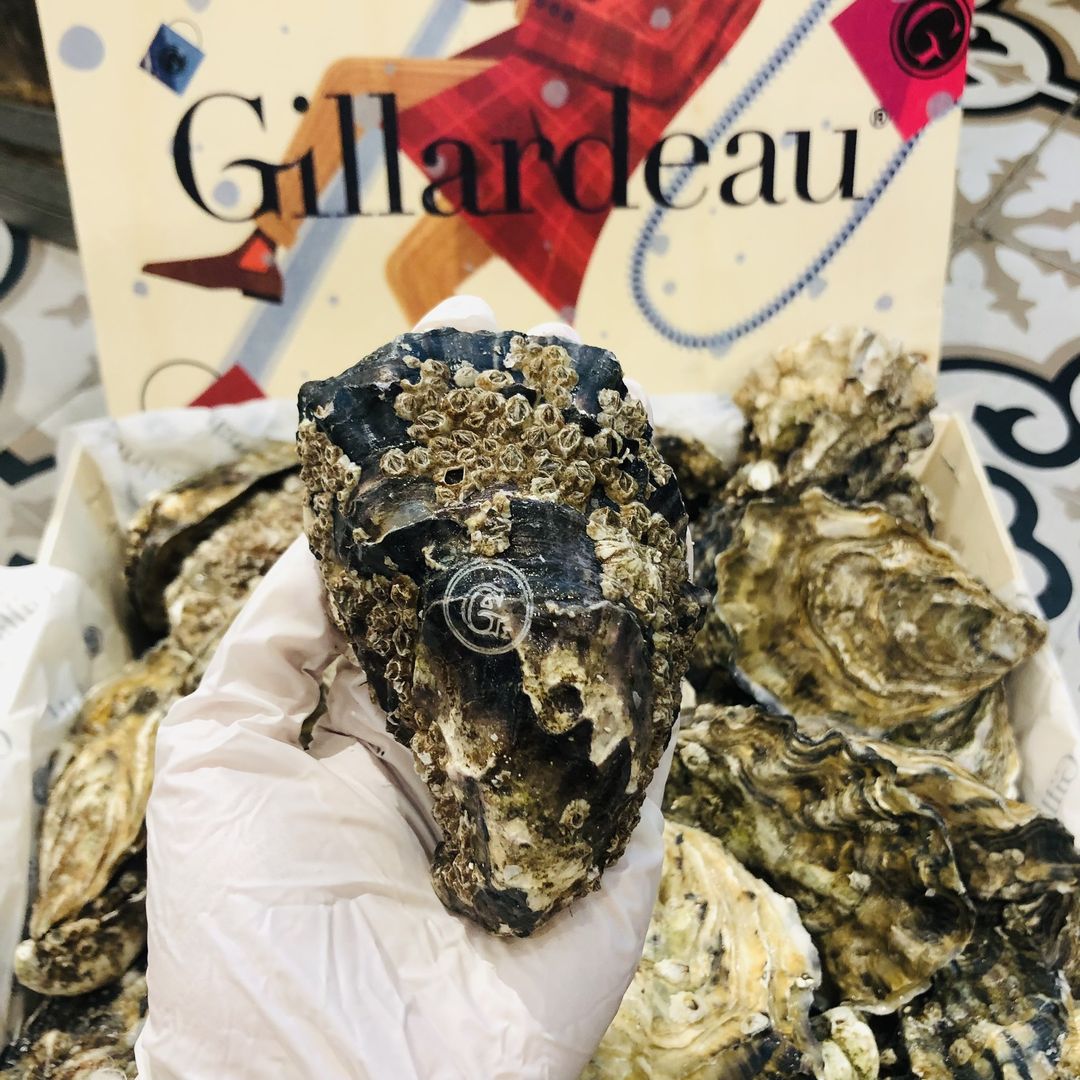 Hàu Gillardeau - Loại hàu nhập khẩu ngon nhất Việt Nam