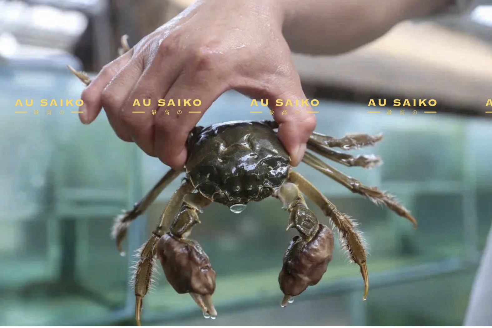 Cua lông Thượng Hải có gì đặc biệt so với những loại cua lông thường khác?